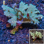 Cabbage Leather Coral Vietnam (click for more detail)