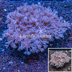 Xenia Coral Indonesia (click for more detail)