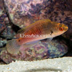 Blueside Fairy Wrasse. (click for more detail)