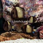 Cloudy Damselfish, 4 lot (click for more detail)