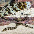 Snowflake Eel  (click for more detail)