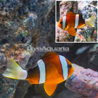 Clarkii Clownfish (click for more detail)