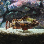 Scorpion Fish (click for more detail)