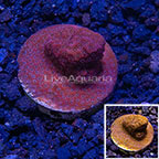 USA Cultured Darth Maul Porites Coral (click for more detail)