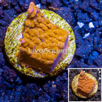 LiveAquaria® Cultured Montipora Coral (click for more detail)