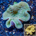 Toadstool Mushroom Leather Coral  Fiji (click for more detail)