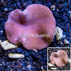 Toadstool Mushroom Leather Coral Vietnam (click for more detail)