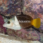 Banner Wrasse  (click for more detail)