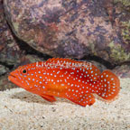 Miniatus Grouper (click for more detail)