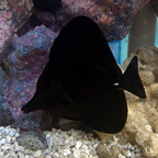 Black Longnose Tang  (click for more detail)