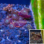 Zoanthus and Potosynthetic Plating Sponge Combo Frag (click for more detail)