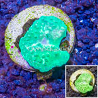 LiveAquaria® Cultured Cabbage Leather Coral  (click for more detail)