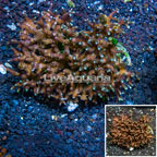  Birdsnest Coral Tonga (click for more detail)