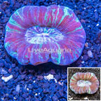 Open Brain Coral Australia  (click for more detail)