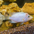 Red Devil Cichlid (click for more detail)