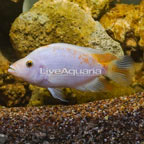 Red Devil Cichlid (click for more detail)