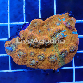 Chalice Coral Solomon (click for more detail)