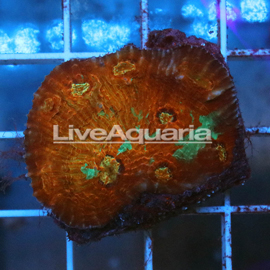 Chalice Coral Solomon (click for more detail)