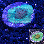 USA Cultured Green Leptoseris Coral (click for more detail)