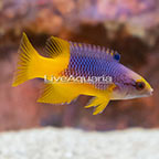 Spanish Hogfish (click for more detail)