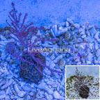 Pink Muricella Sea Fan EXPERT ONLY Indonesia (click for more detail)