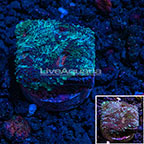USA Cultured Ultra Acan Echinata Coral (click for more detail)