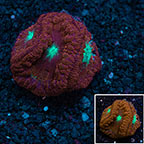Blastomussa Wellsi Coral Australia (click for more detail)
