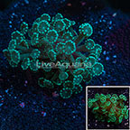 Green Alveopora Coral Indonesia (click for more detail)