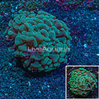 Ultra Hammer Coral Indonesia (click for more detail)