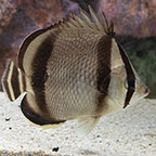 Three Banded Butterflyfish (click for more detail)