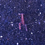 Caribbean Snapping Shrimp (click for more detail)