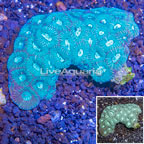 Goniastrea Brain Coral Fiji (click for more detail)