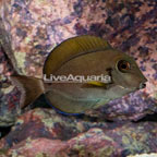 Epaulette Surgeonfish (click for more detail)