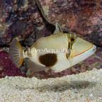 Boomerang Triggerfish (click for more detail)