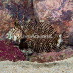 Dragon Wrasse (click for more detail)