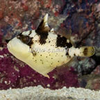 Titan Triggerfish (click for more detail)