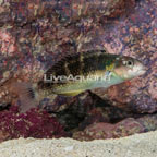 Jansen Saddle Wrasse (click for more detail)