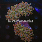 Multicolor Frogspawn Coral Solomon (click for more detail)