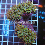 Multicolor Frogspawn Coral Solomon (click for more detail)