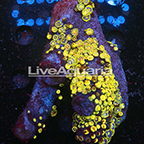 Zoanthus Coral Solomon (click for more detail)