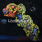 Zoanthus Coral Solomon (click for more detail)