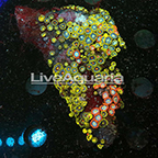 Zoanthus Coral Solomon (click for more detail)