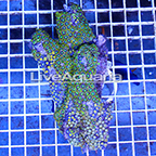 Zoanthus Coral Solomon (click for more detail)