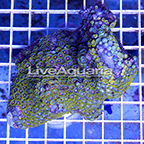 Zoanthus Coral Solomon (click for more detail)