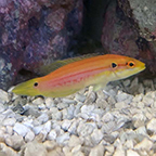 Yellow Candy Hogfish (click for more detail)
