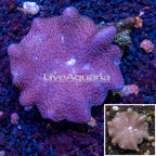 Toadstool Mushroom Leather Coral Vietnam (click for more detail)