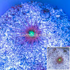 Tube Anemone  (click for more detail)