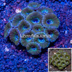 Acan Lord Coral Australia (click for more detail)