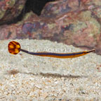 Bluestripe Pipefish, EXPERT ONLY  (click for more detail)