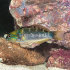 Goldbar Wrasse  (click for more detail)